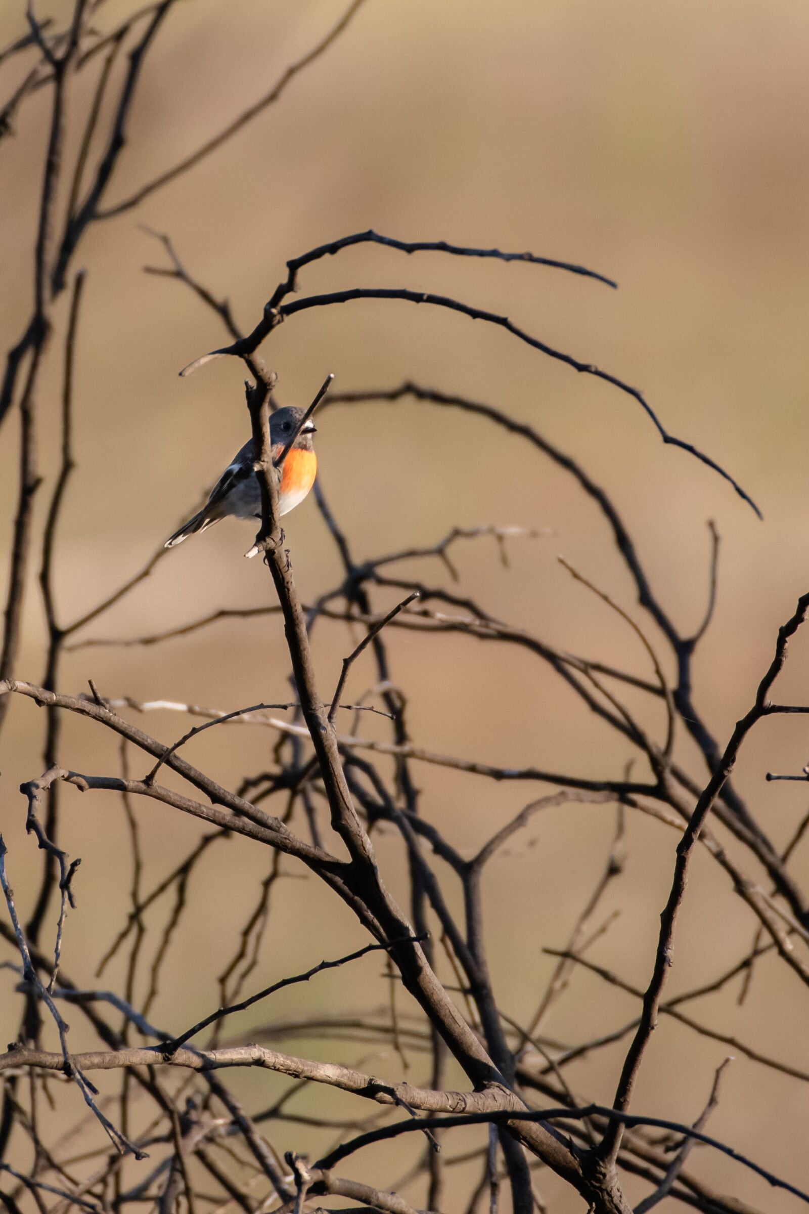 Nikon D850 sample photo. Scarlet robin, bird, wildlife photography