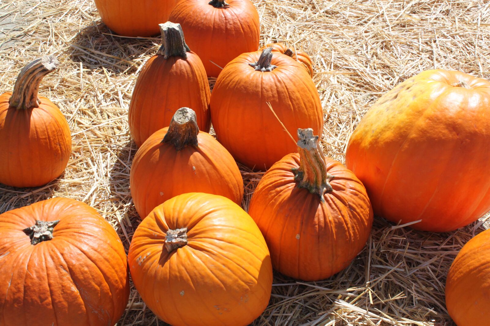 Canon EF-S 18-55mm F3.5-5.6 IS sample photo. Pumpkins, autumn, hay photography