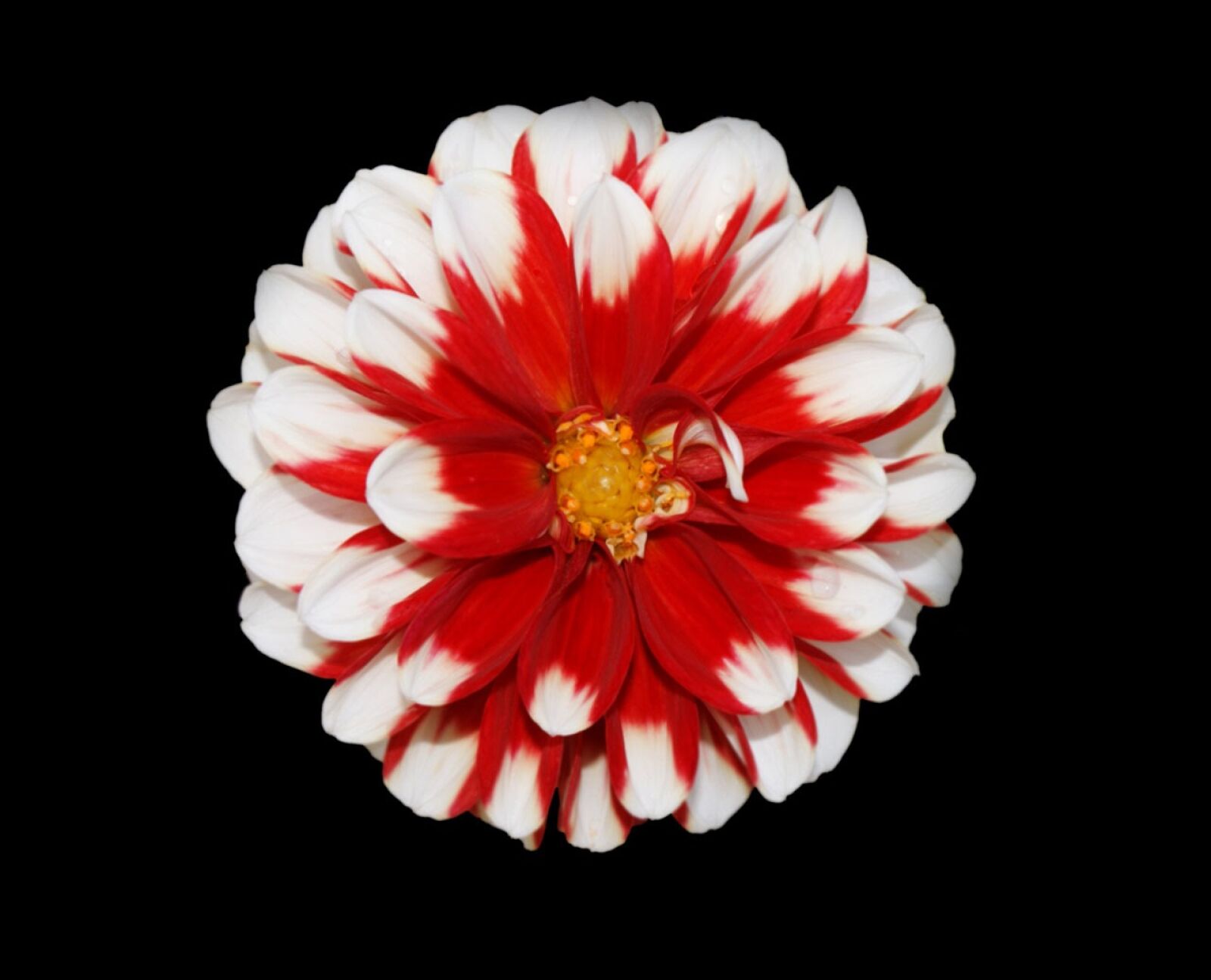Sony Alpha DSLR-A300 sample photo. Christmas, flower, red photography