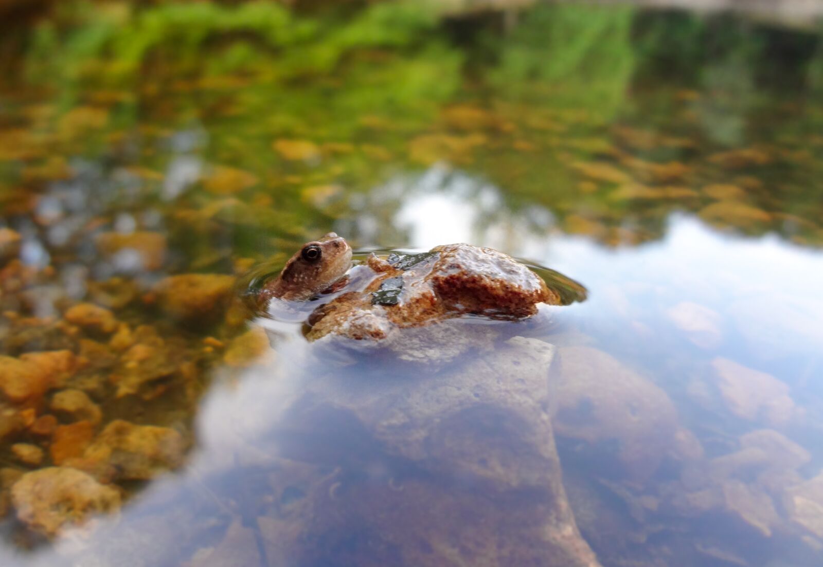 Sony DSC-WX7 sample photo. Frog, fall, pond photography