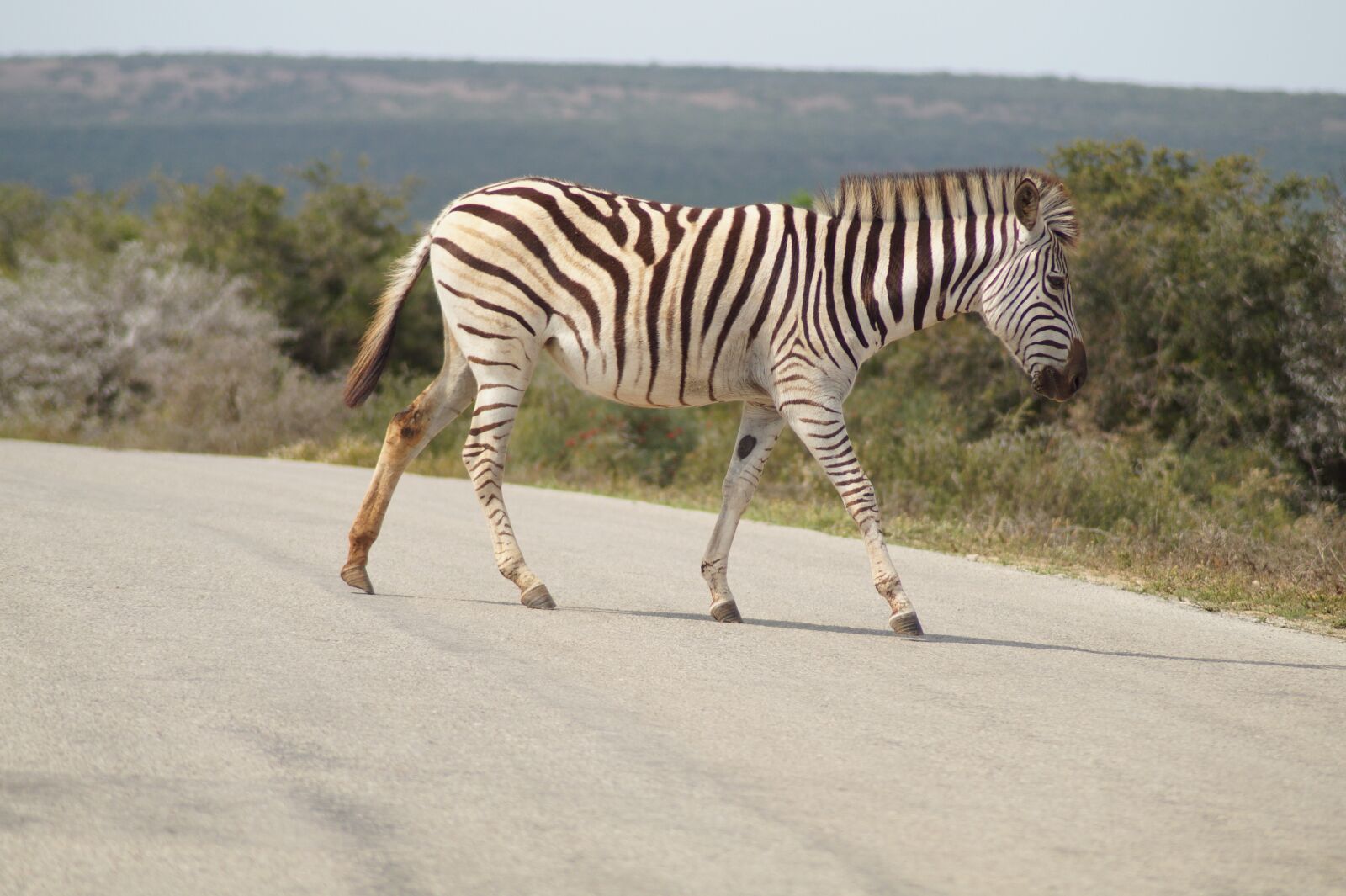 Sony SLT-A58 sample photo. Zebra, south africa, nature photography