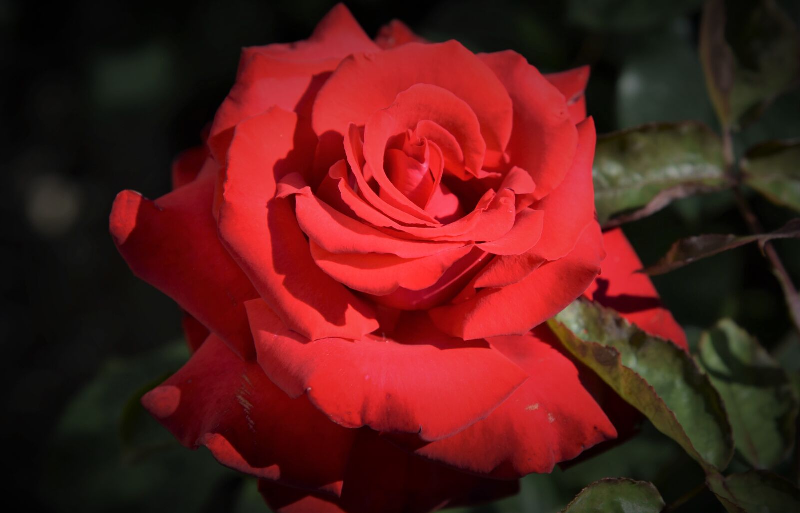 Nikon D750 sample photo. Rose, red, close up photography