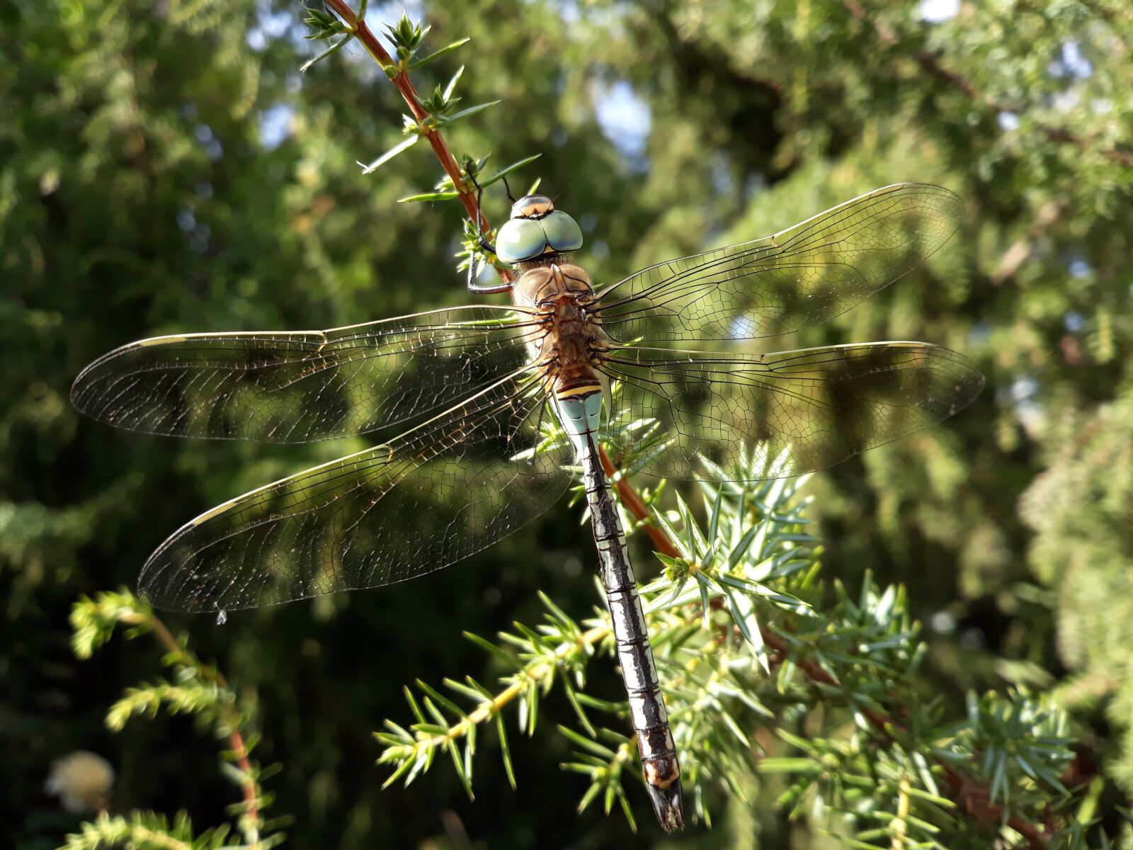 Samsung Galaxy J5 sample photo. Dragonfly, wings, blue dragonfly photography