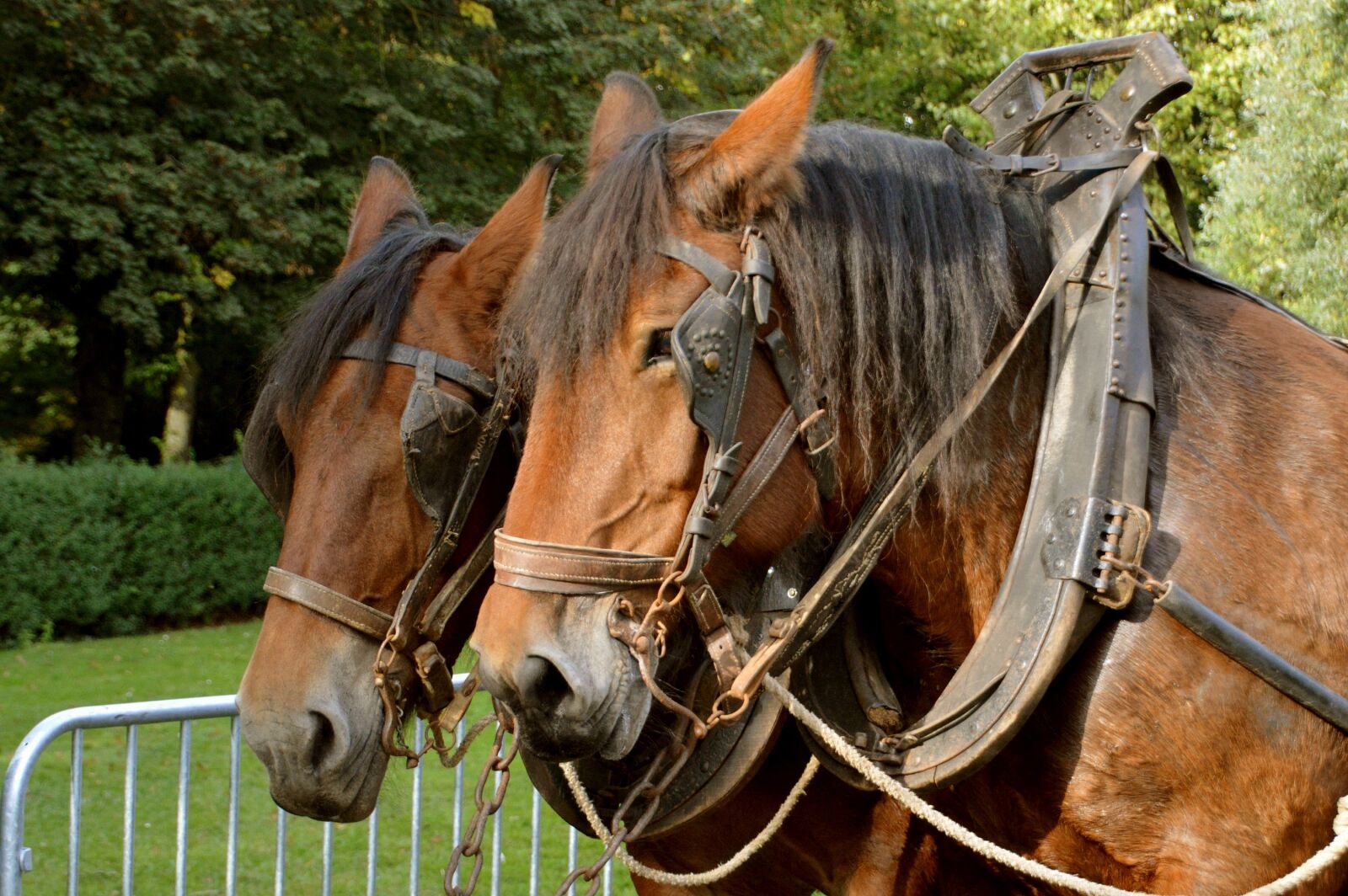 Nikon D3200 sample photo. Horse, animal, horseback riding photography