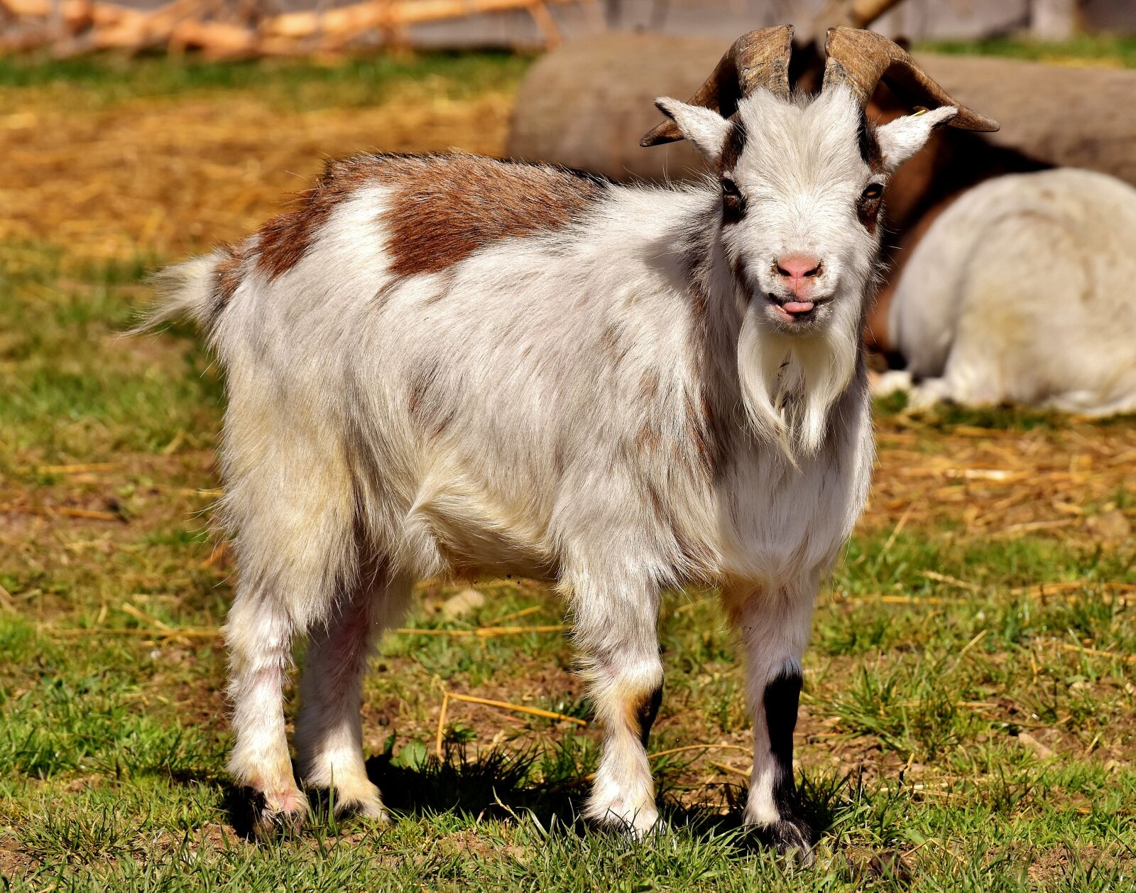 Nikon D7200 sample photo. Billy goat, goats, animal photography