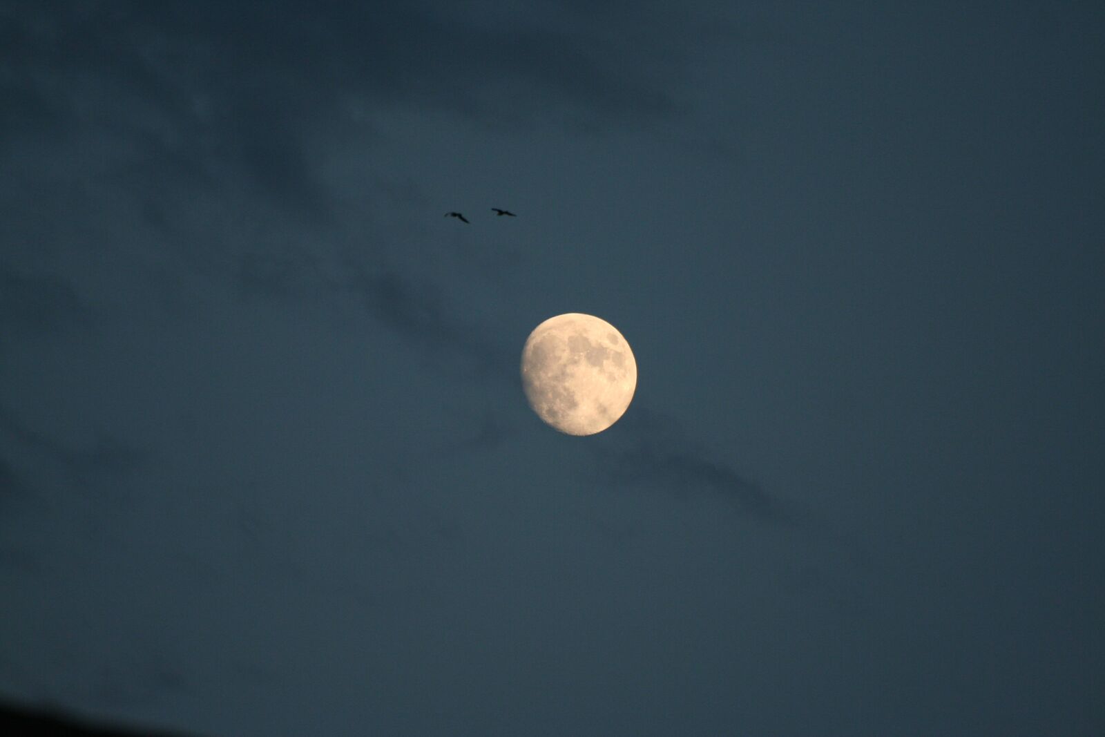 Canon EOS 350D (EOS Digital Rebel XT / EOS Kiss Digital N) sample photo. Luna, sky, seagulls photography