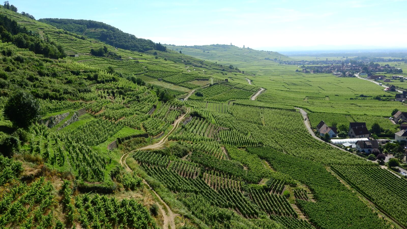 Nikon Coolpix P610 sample photo. Alsace, france, vineyard photography
