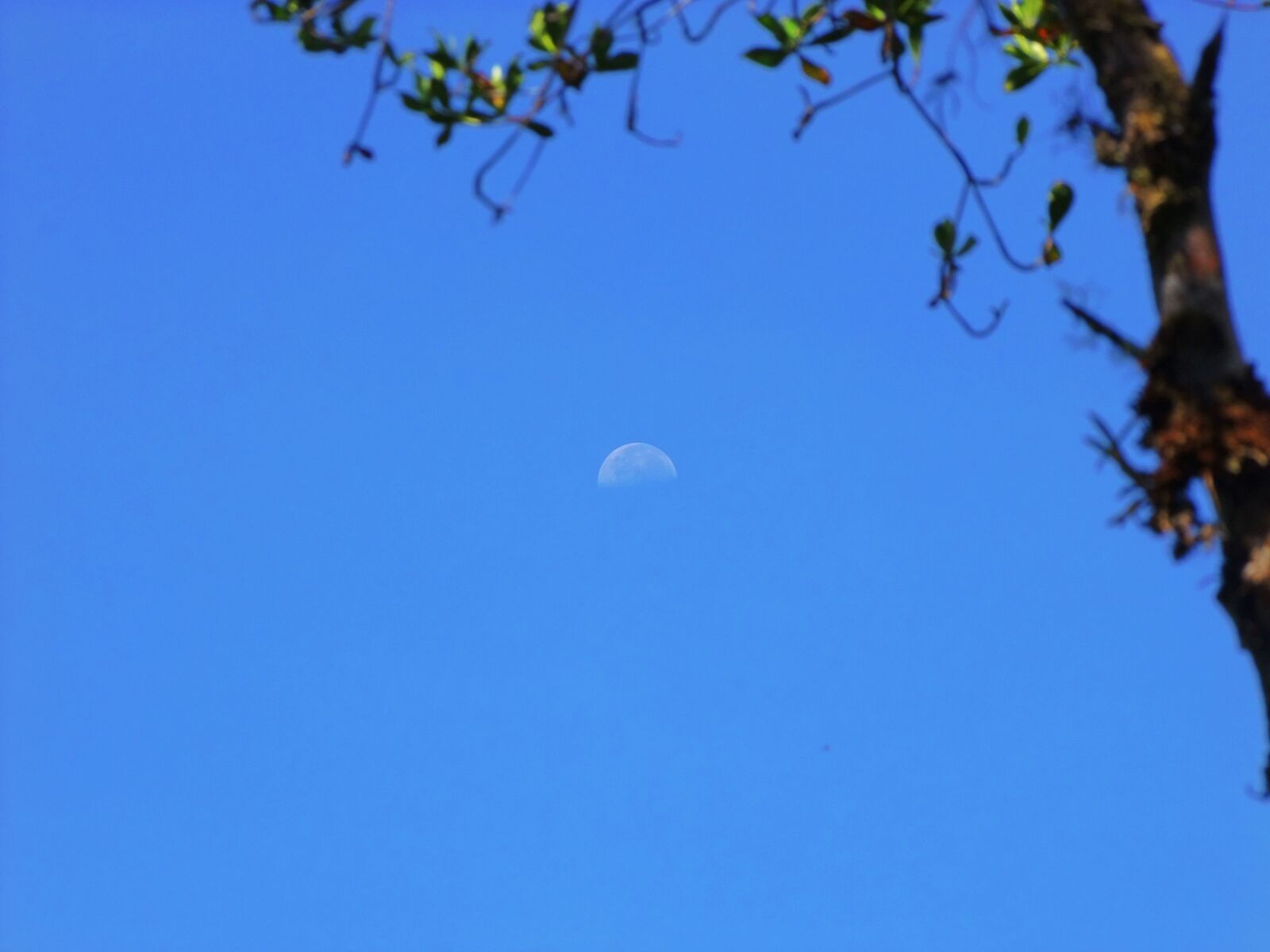 FujiFilm FinePix S200EXR (FinePix S205EXR) sample photo. Moon, sky, forest photography