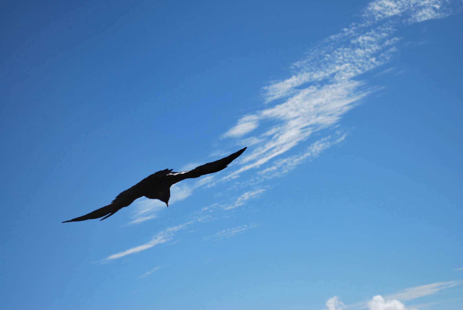 Nikon D60 sample photo. Bergdohle, bird, black photography