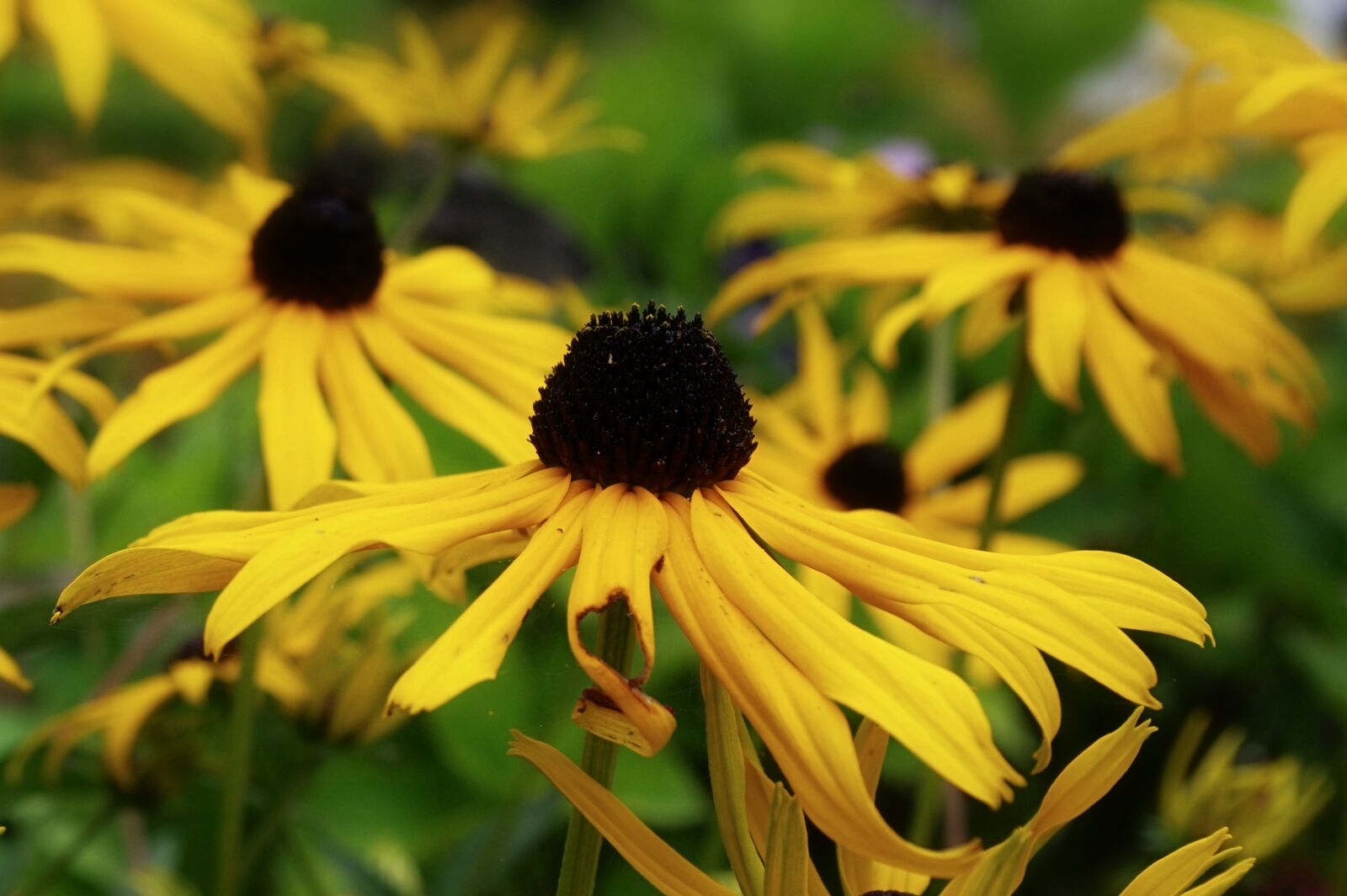 Pentax K-3 sample photo. Coneflower, flowers, summer photography