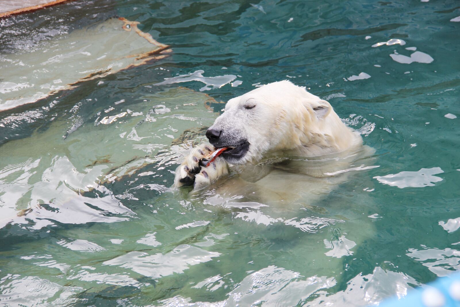 Canon EF-S 18-135mm F3.5-5.6 IS sample photo. Bear, lunch, predator photography