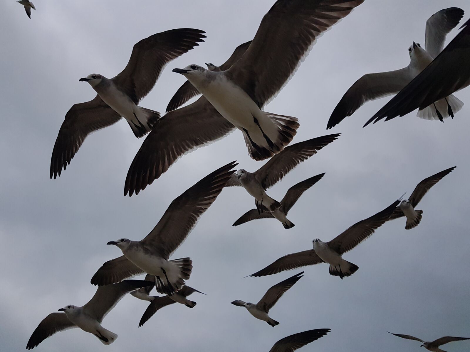 Samsung Galaxy S8 sample photo. Seagulls, birds, animals photography