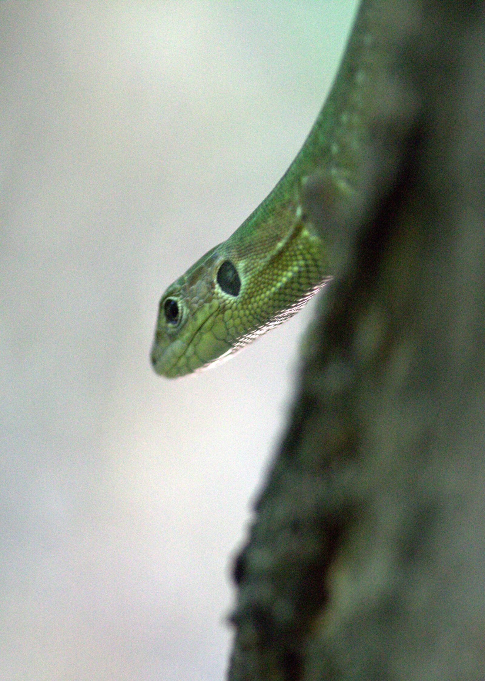 Canon EF-S 60mm F2.8 Macro USM sample photo. The lizard, reptile, green photography