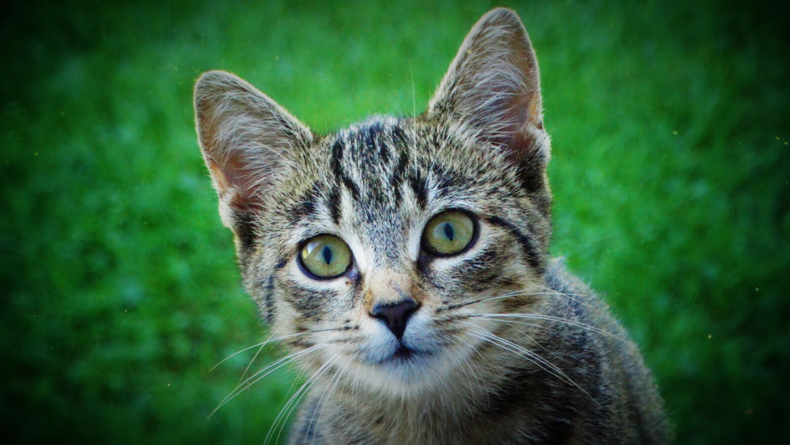Sony Cyber-shot DSC-HX300 sample photo. Cat, kitten, animal photography