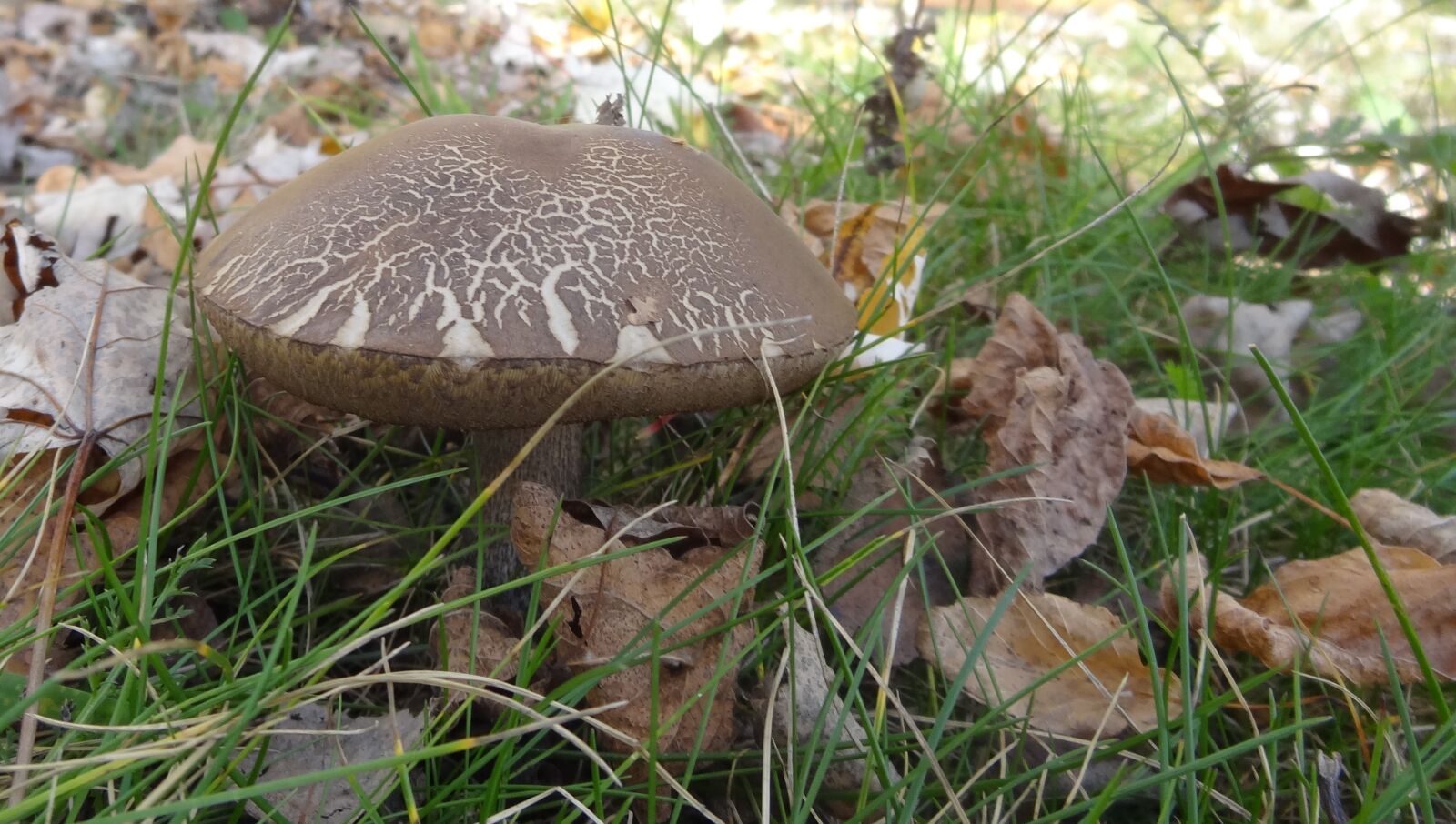 Sony Cyber-shot DSC-HX10V sample photo. Mushroom, autumn, nature photography