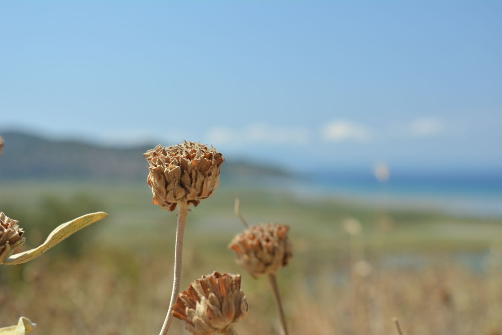 Nikon D5200 sample photo. Flower, albania, flowers photography