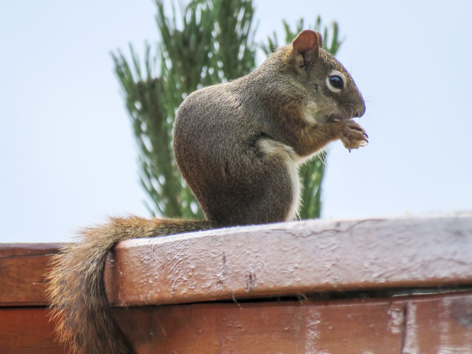 Canon PowerShot SX60 HS sample photo. Squirrel, rodent, animal photography