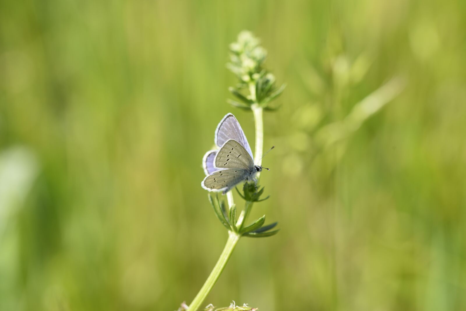 Nikon D750 sample photo. Butterfly, spring, nature photography
