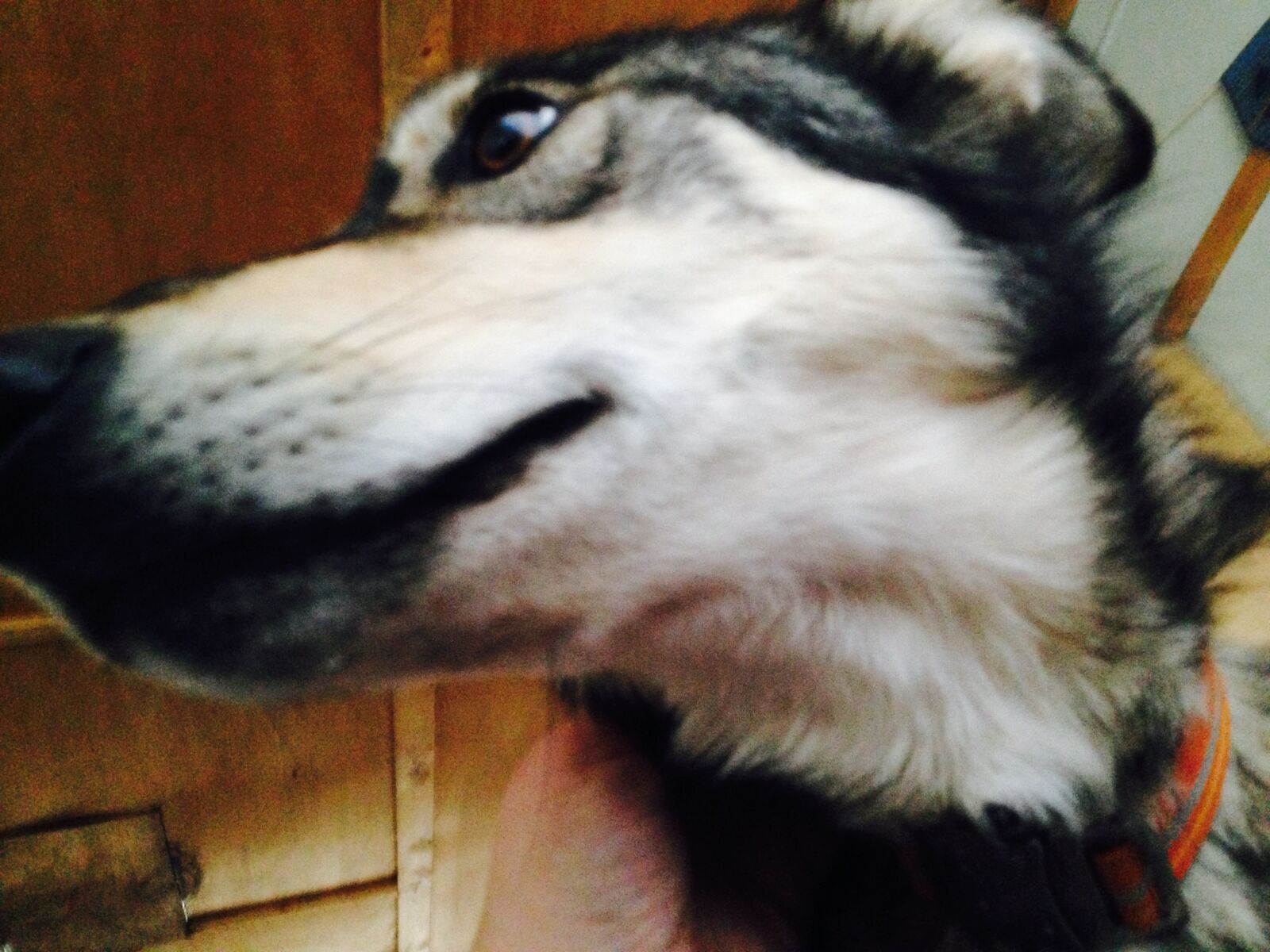 iPhone 5 back camera 4.12mm f/2.4 sample photo. Close, up, dog, husky photography