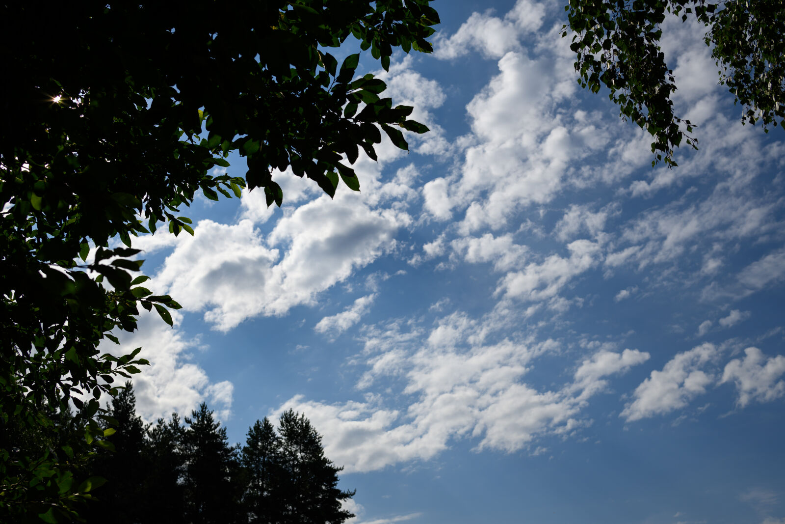 Nikon Nikkor Z 35mm F1.4 sample photo. Sky behind trees photography