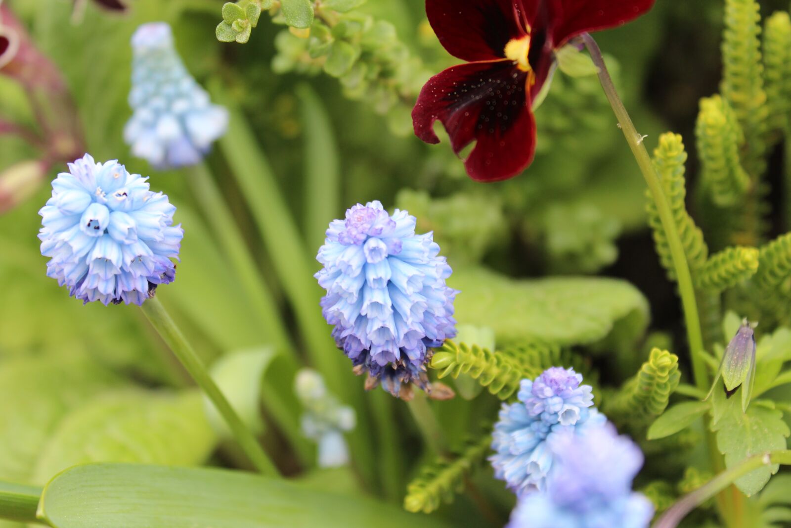 Canon EOS 1200D (EOS Rebel T5 / EOS Kiss X70 / EOS Hi) sample photo. Grape hyacinth, spring flowers photography