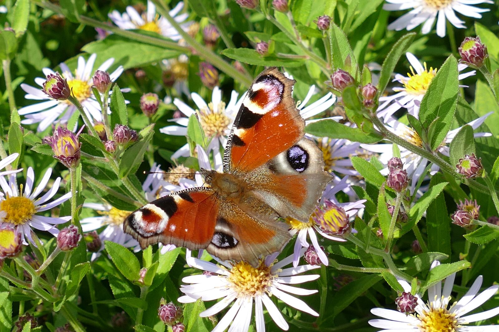 Panasonic Lumix DMC-FZ1000 sample photo. Peacock butterfly, aglais io photography