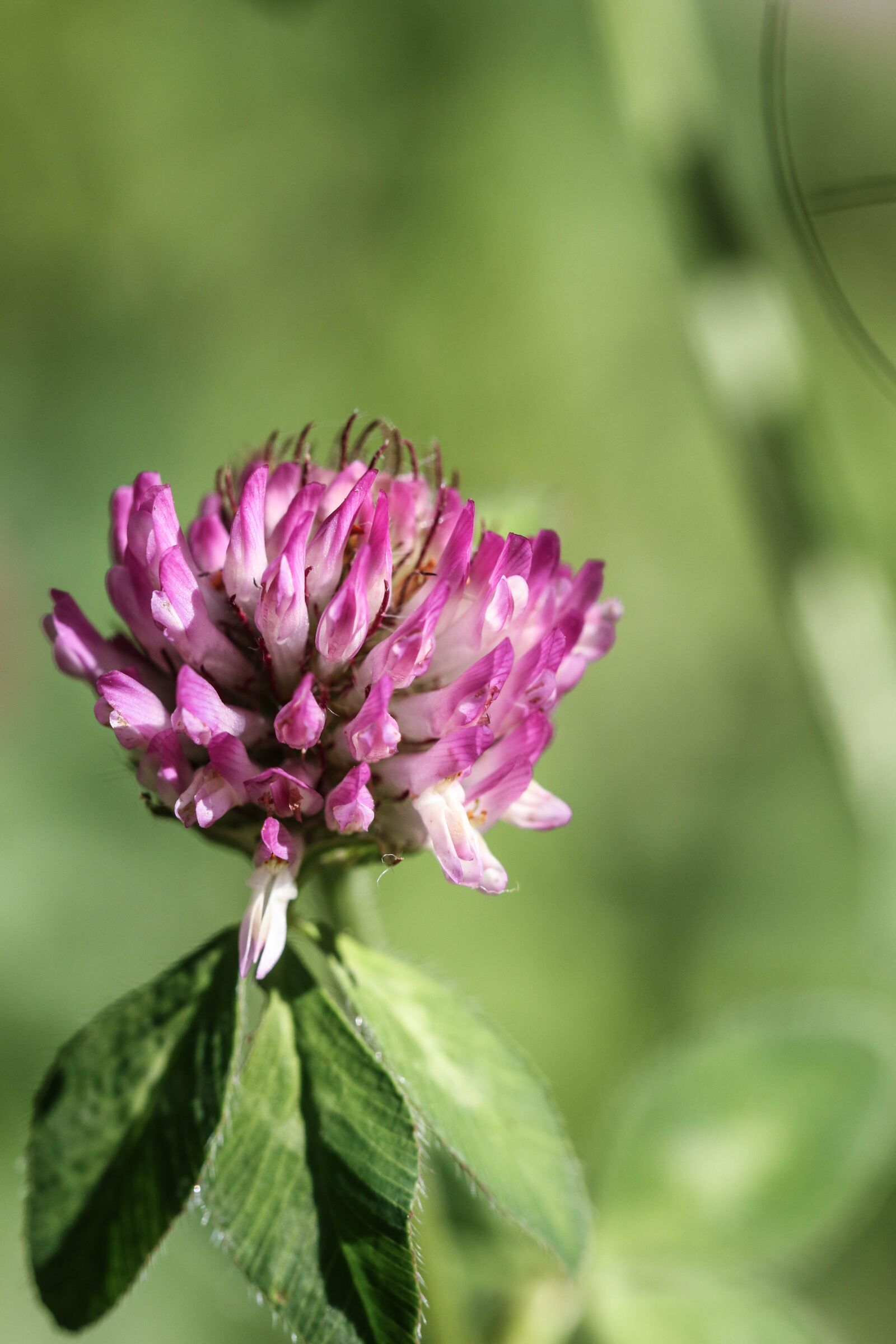 Canon EOS 7D Mark II sample photo. Wildflower, pink, nature photography