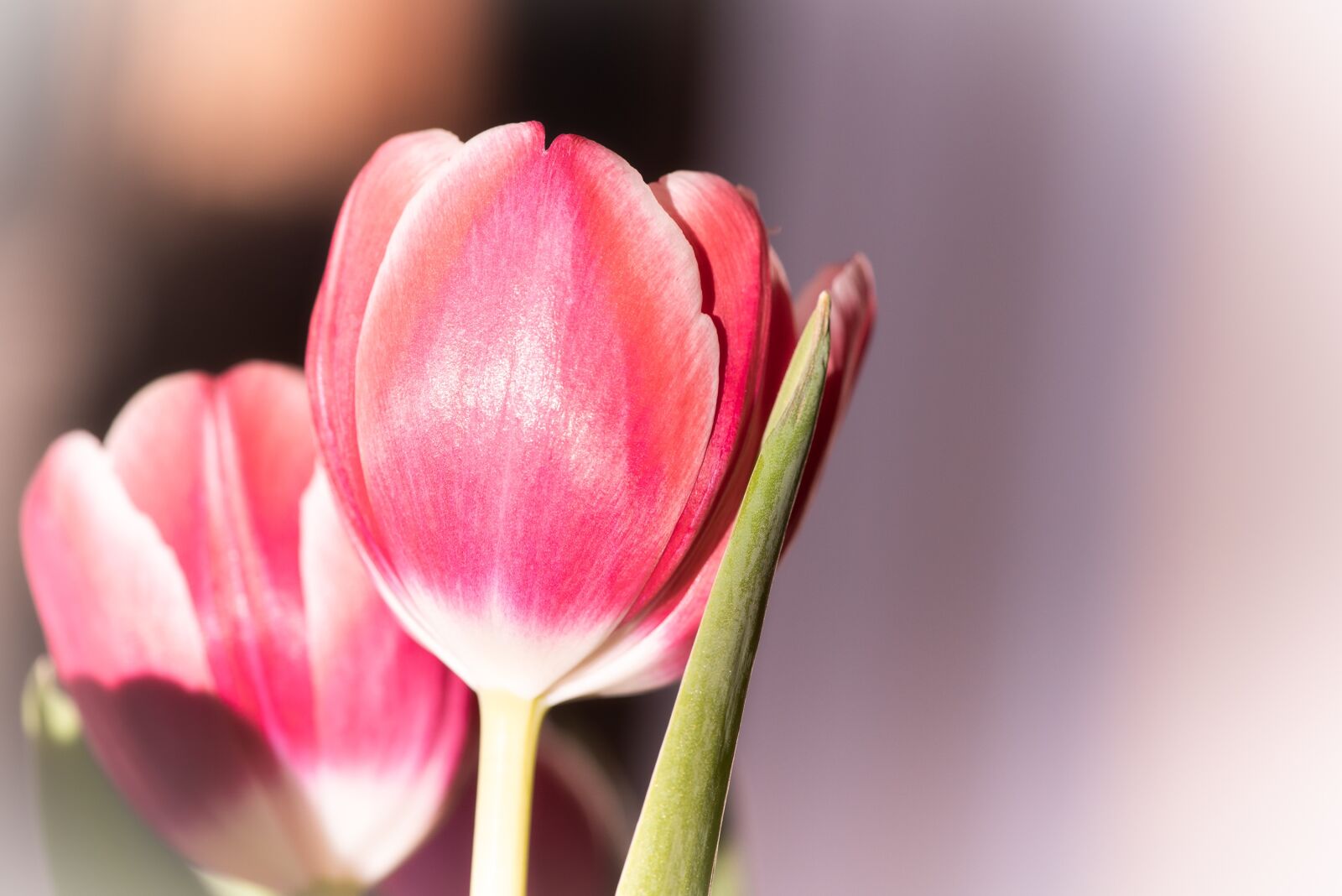 Nikon D750 sample photo. Tulip, pink, flower photography