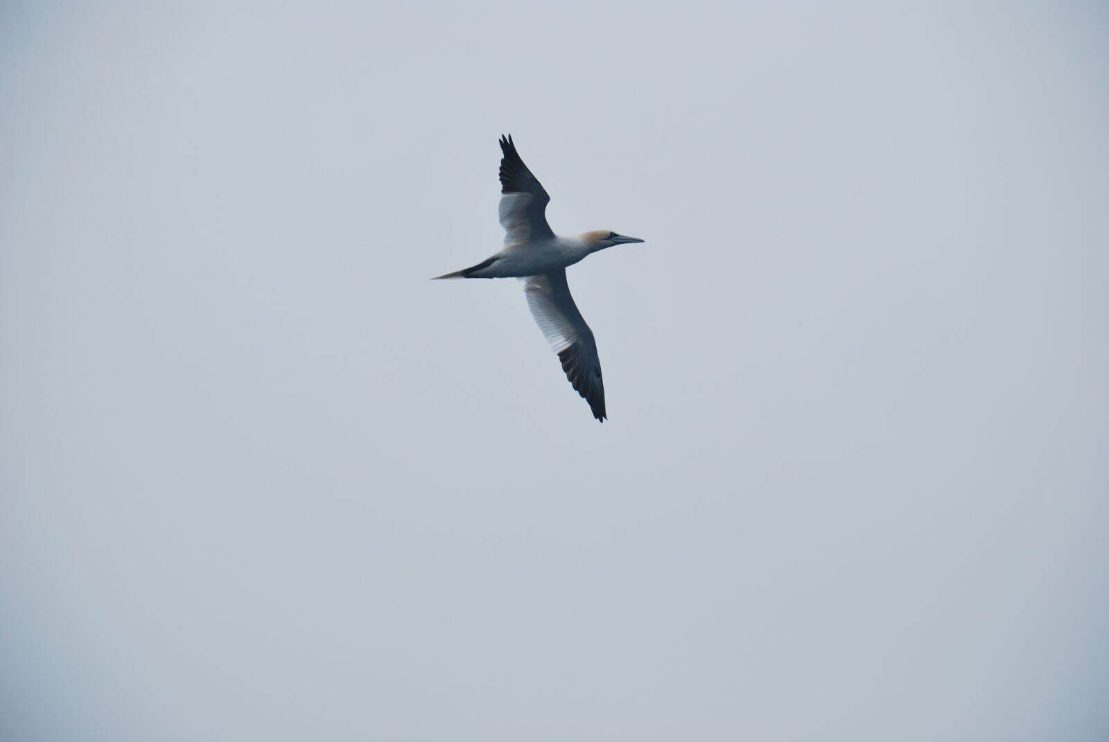 Nikon D60 sample photo. Gannet, bird, seabird photography