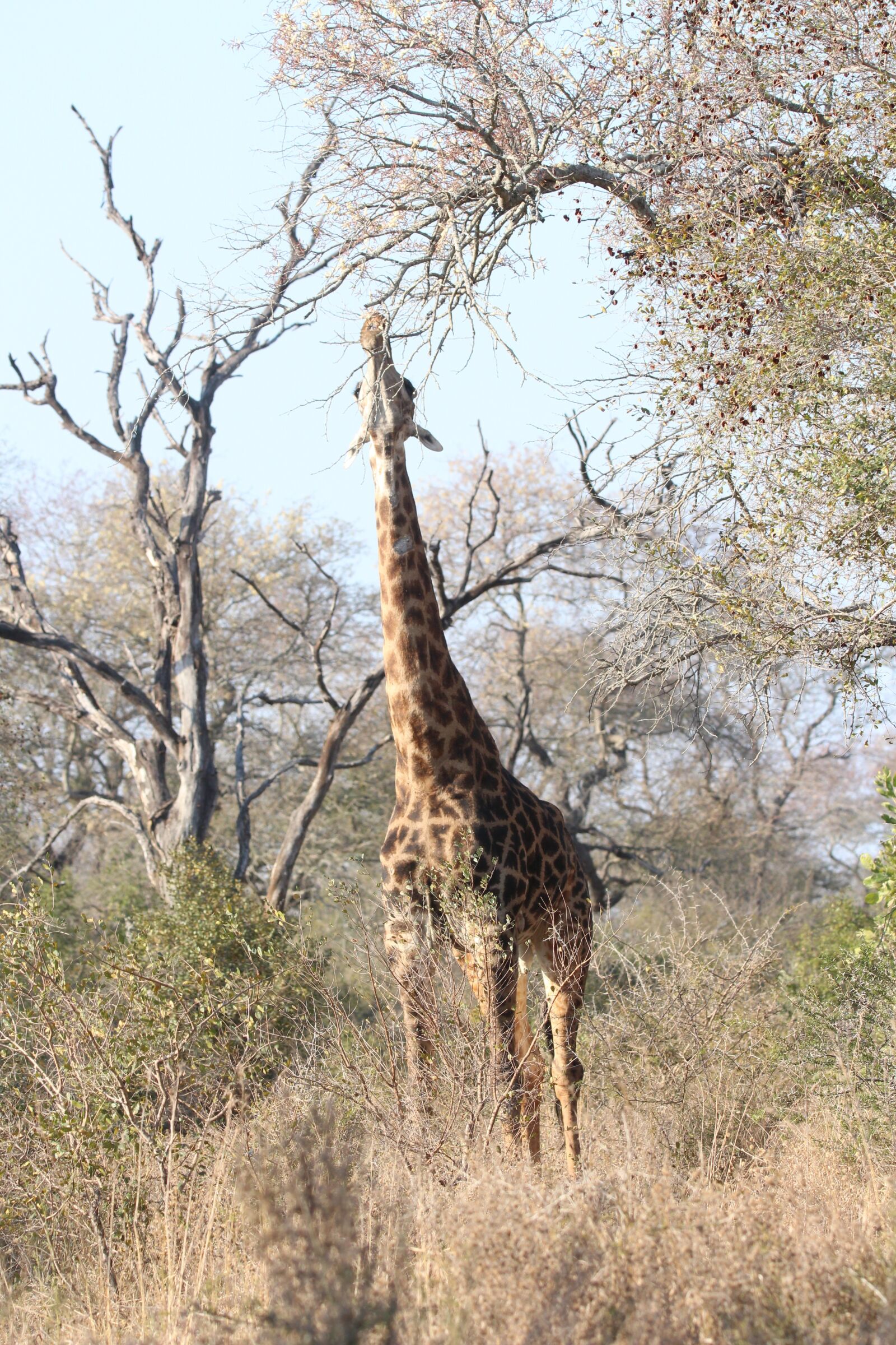 150-600mm F5-6.3 DG OS HSM | Contemporary 015 sample photo. Tall, giraffe, africa photography