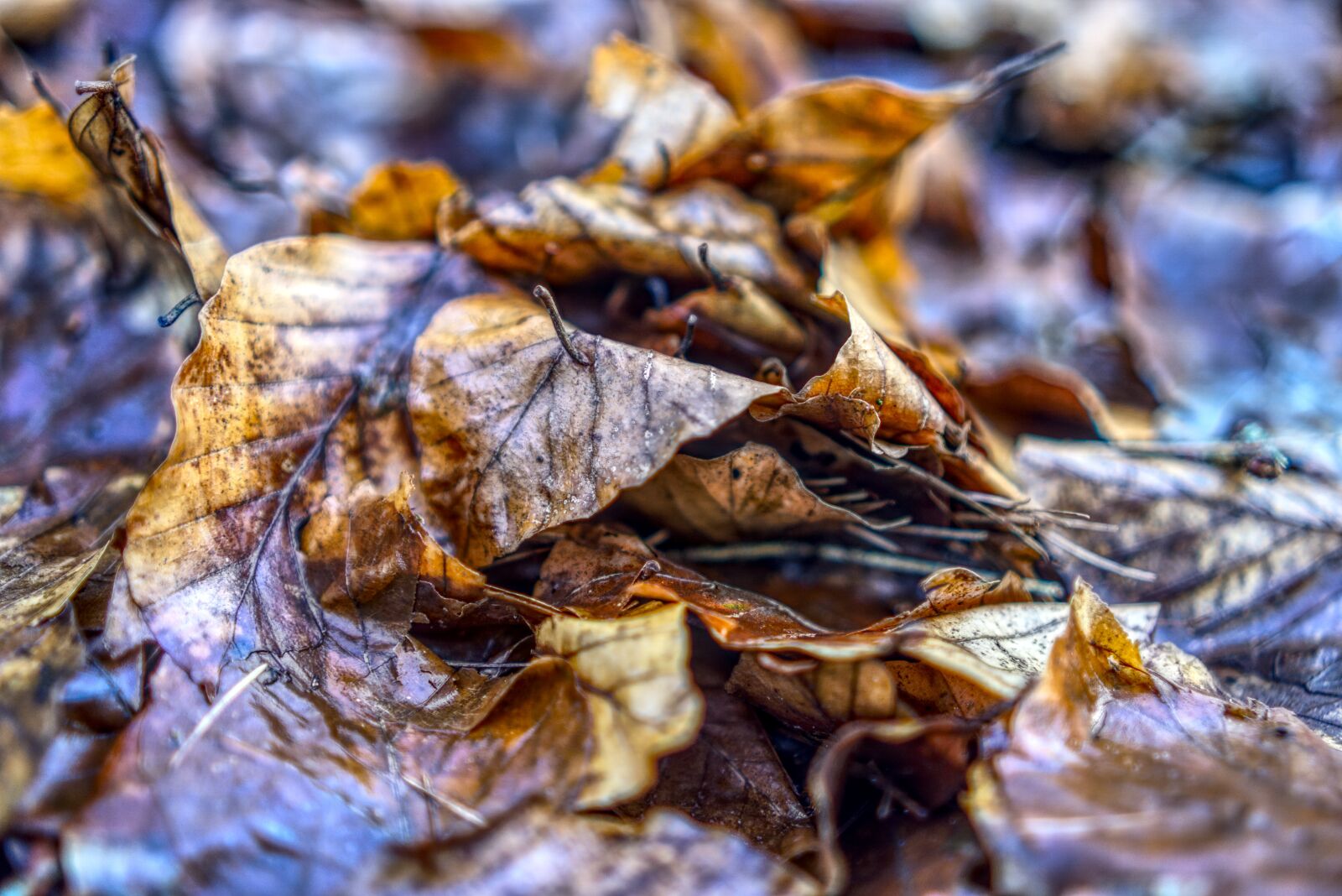 Sony a6000 + Sony E 35mm F1.8 OSS sample photo. Leaves, close up, macro photography