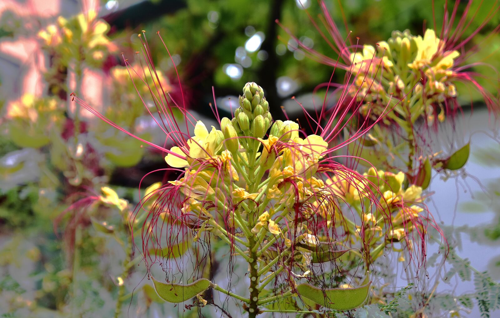 Nikon D7200 sample photo. Flower, garden, plant photography