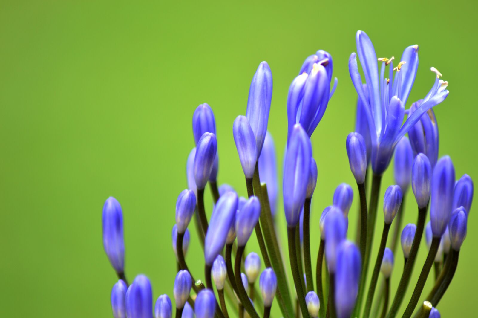 Nikon D3200 sample photo. Purple, green, lavender photography