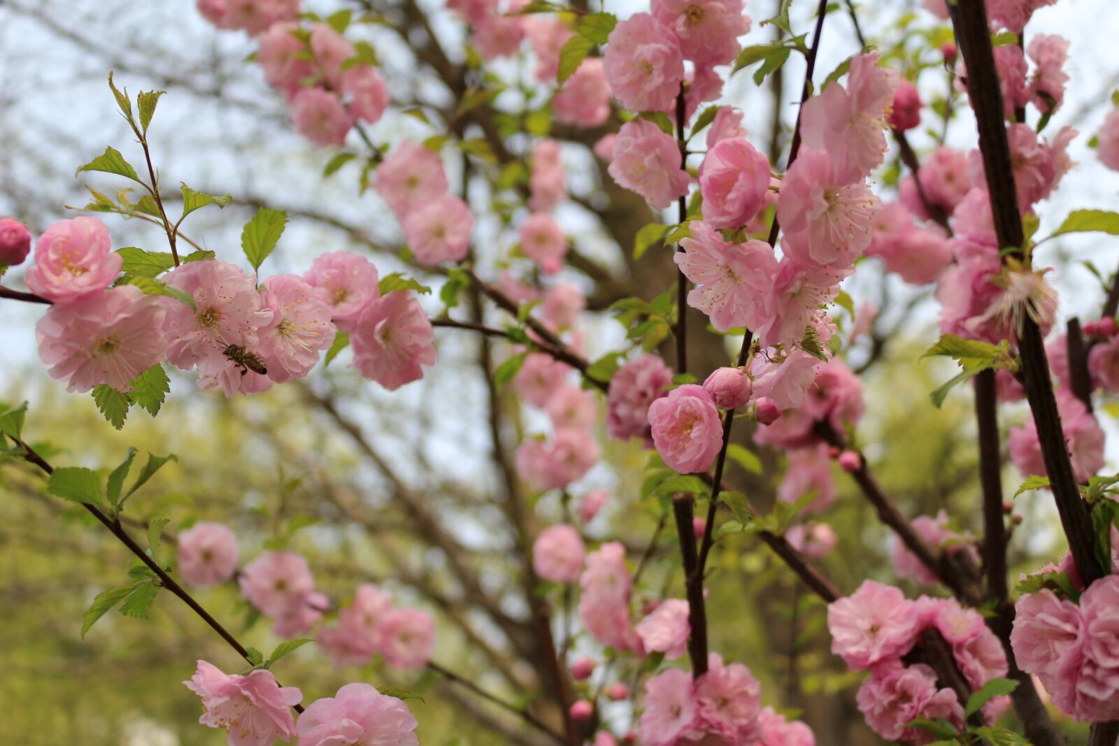 Canon EOS 100D (EOS Rebel SL1 / EOS Kiss X7) sample photo. Cherry blossom, outing, yuyuantan photography