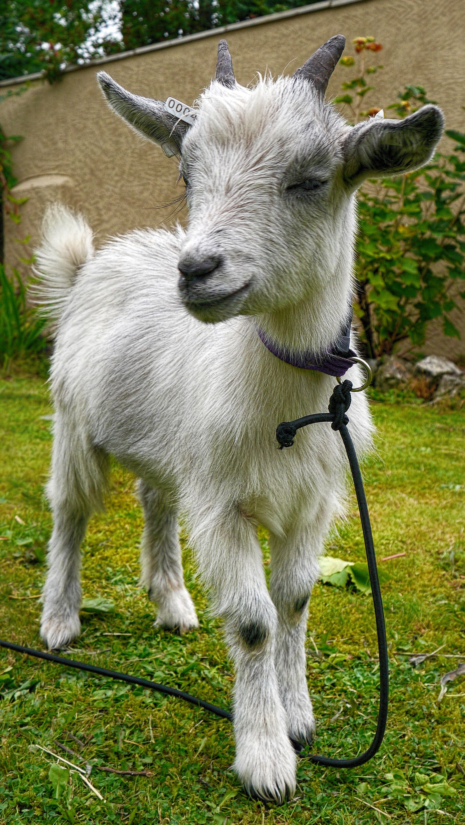Panasonic Lumix DMC-GX1 sample photo. Pygmy goat, livestock, animal photography