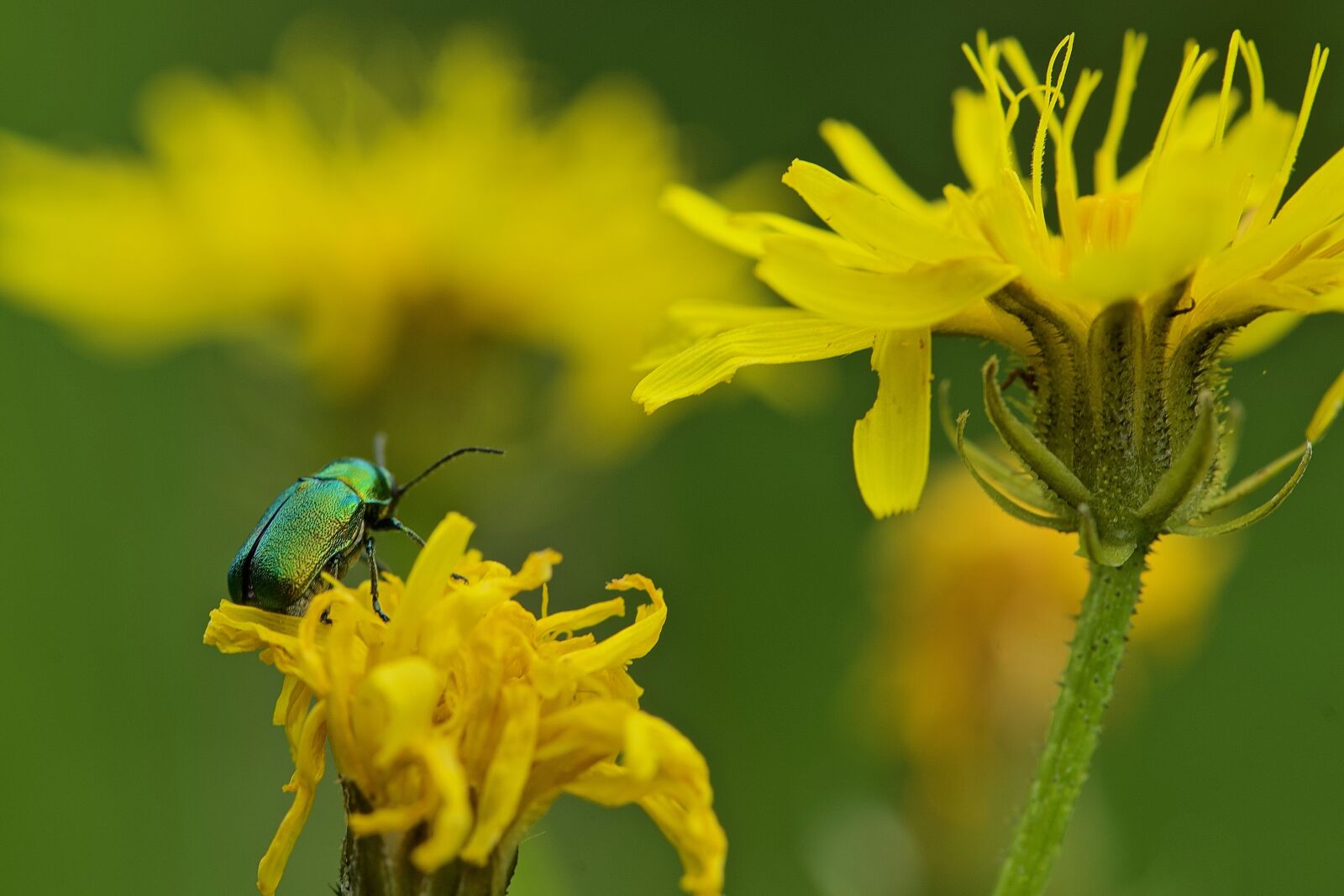 Nikon D750 sample photo. C toine golden, macro photography