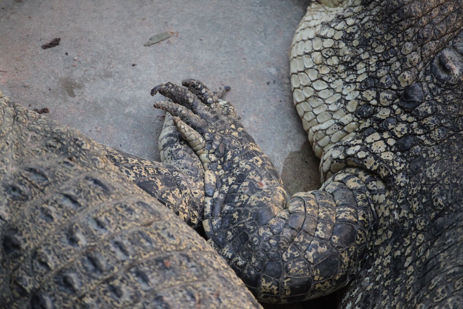 Canon EOS 5D Mark II sample photo. Crocodile, sweet, animal photography