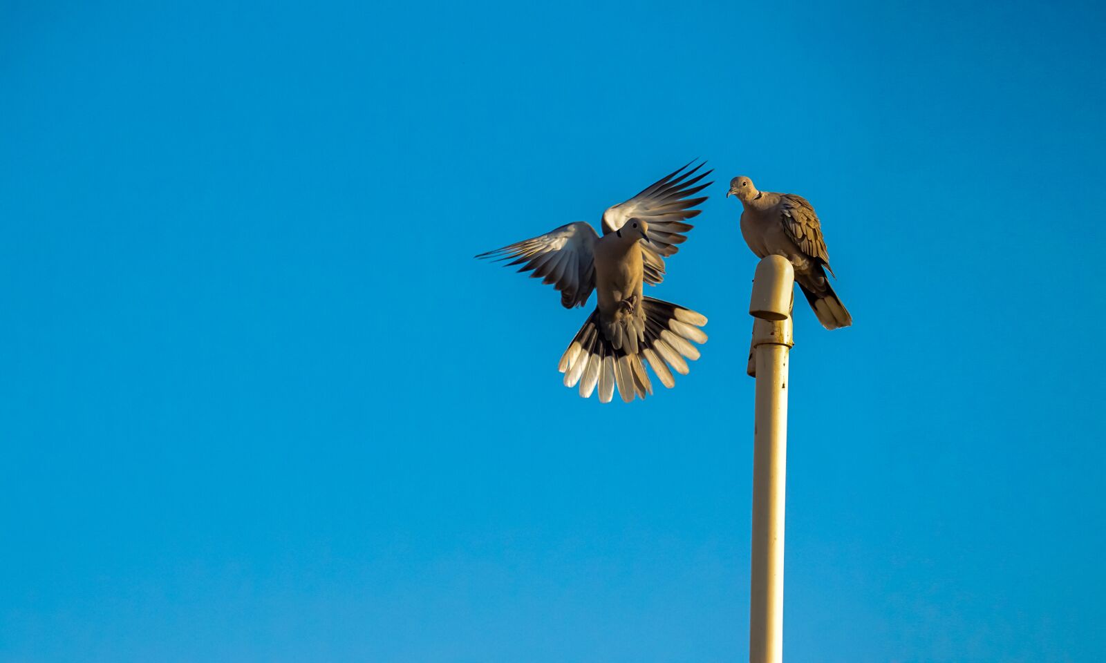 Sony a6000 sample photo. Flying pigeon, nature, feather photography