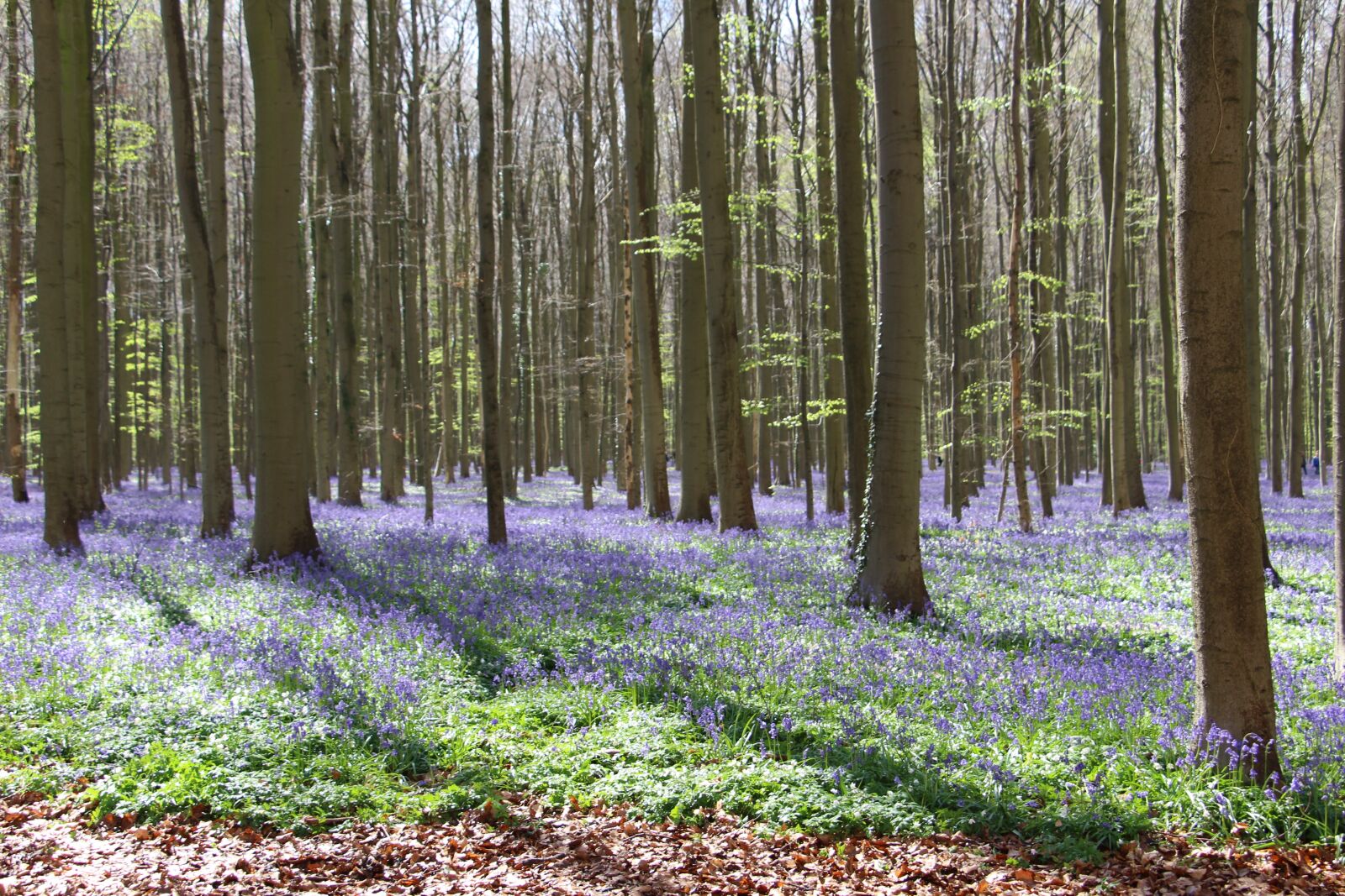 Canon EOS 700D (EOS Rebel T5i / EOS Kiss X7i) sample photo. Flowers, bluebell, trees photography