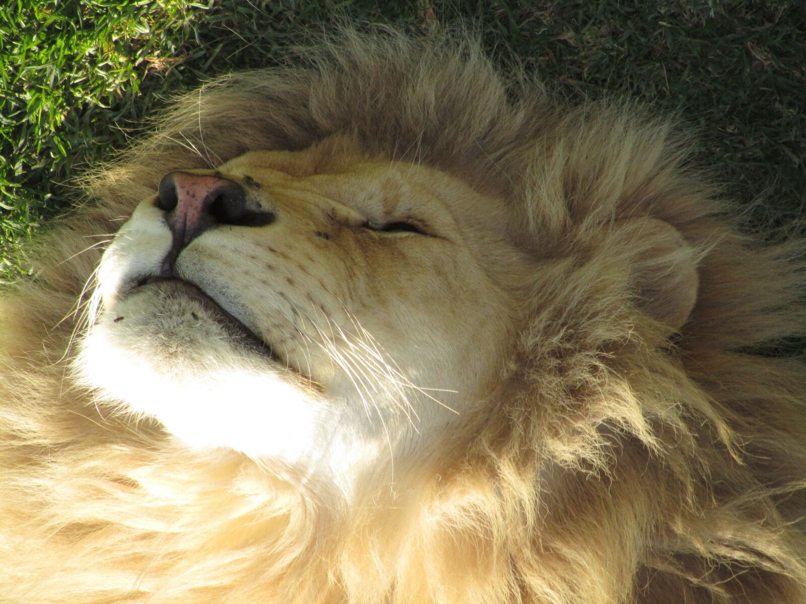 Canon PowerShot SX210 IS sample photo. Lion, sleeping photography