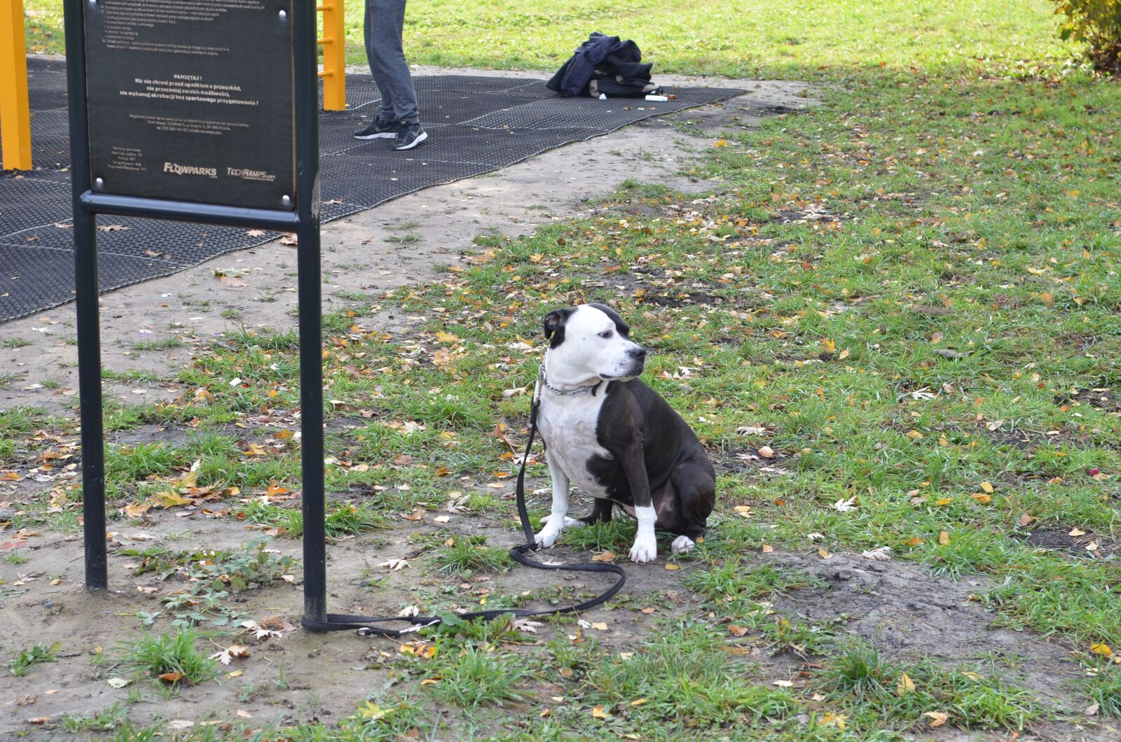 Nikon D7000 sample photo. Dog, walk, animal photography