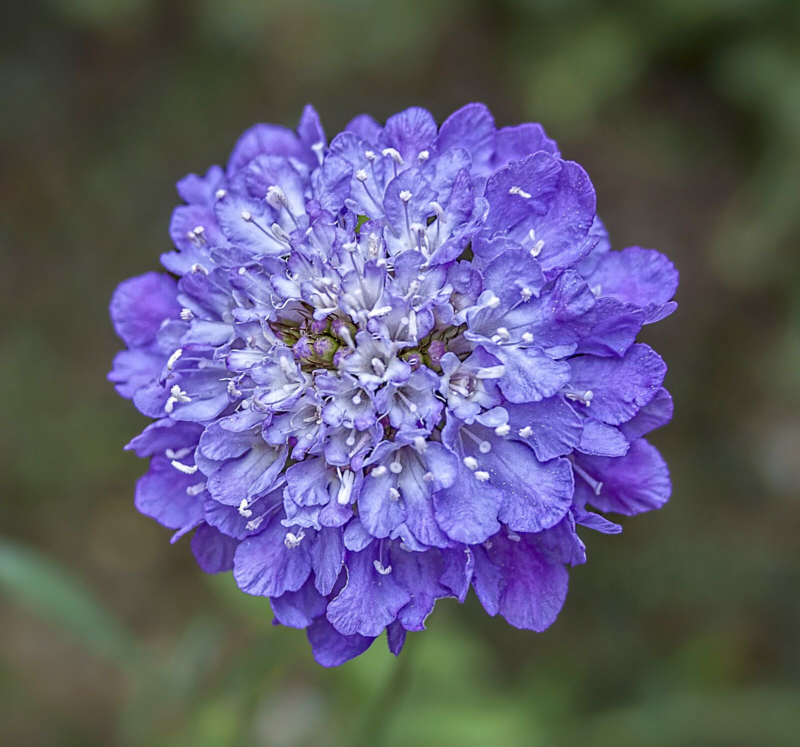 Canon EOS 500D (EOS Rebel T1i / EOS Kiss X3) sample photo. Scabious, wildflower, purple photography