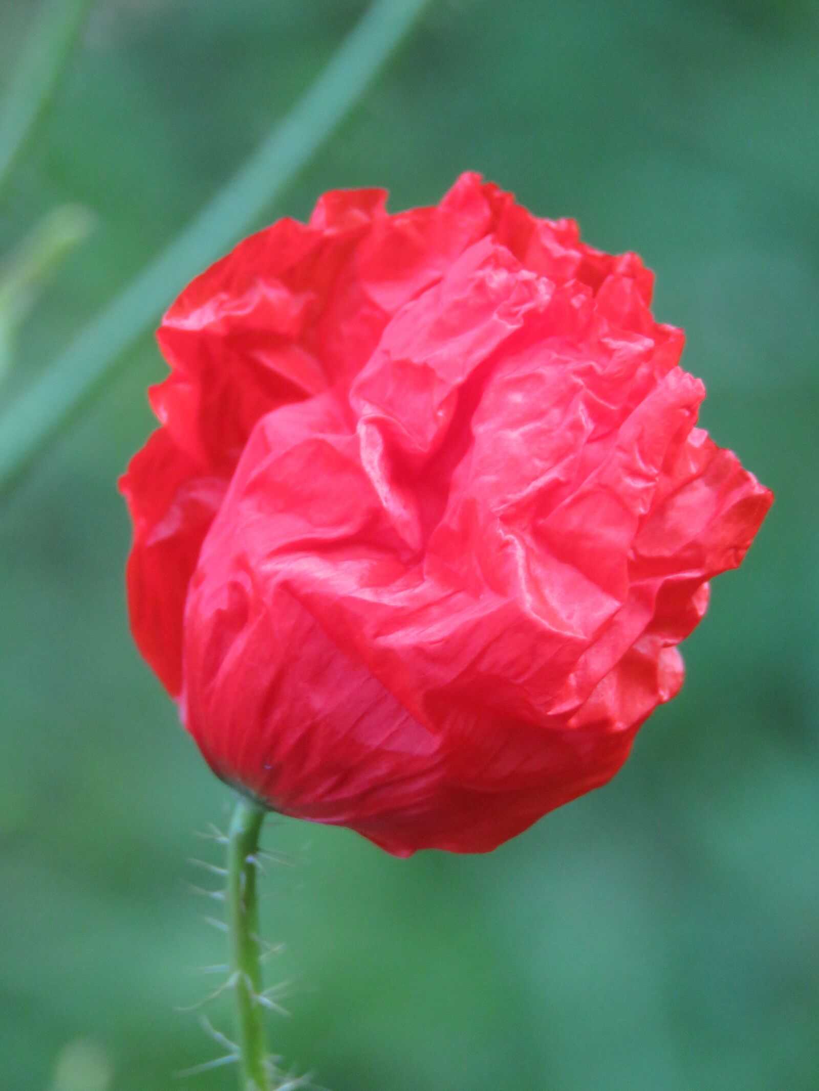 Canon PowerShot SX60 HS sample photo. Poppy, button, macro photography