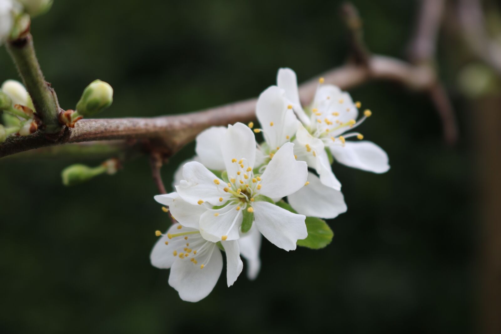 Canon EOS 750D (EOS Rebel T6i / EOS Kiss X8i) sample photo. Apple, blossom, flowers photography