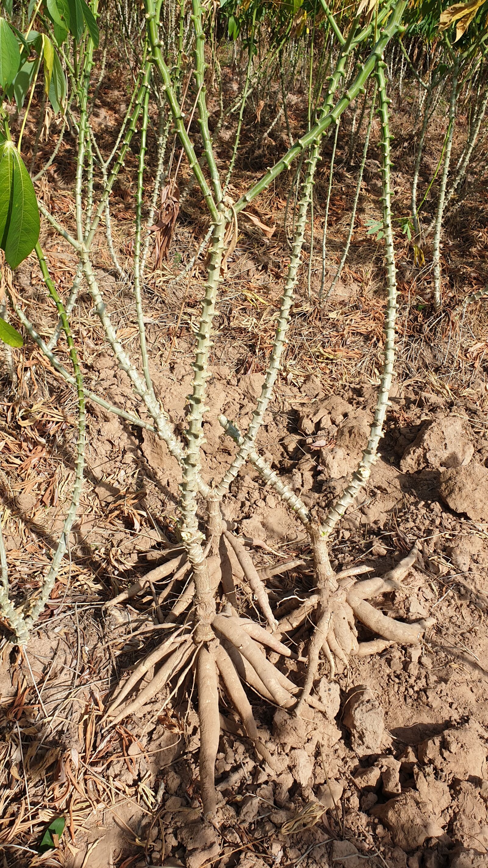 Samsung Galaxy Note9 sample photo. Cassava, sandy soils, north photography