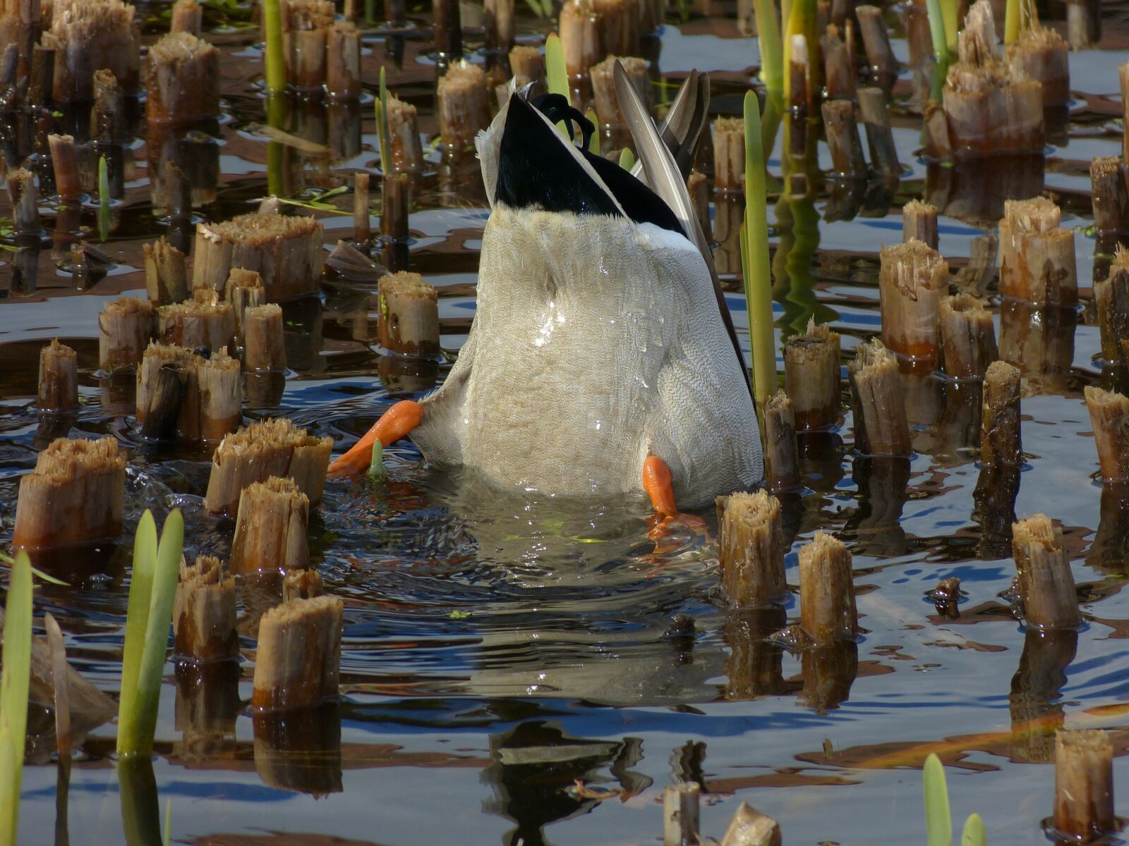 Panasonic Lumix DMC-FZ150 sample photo. Duck, animal, nature photography