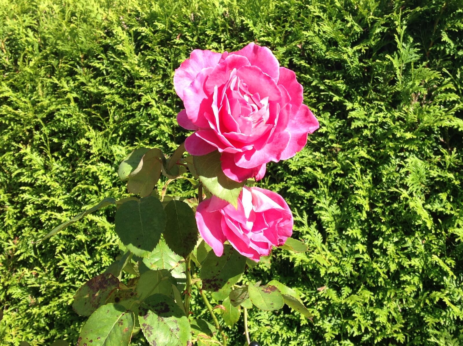 Apple iPad sample photo. Rose, flower, pink rose photography