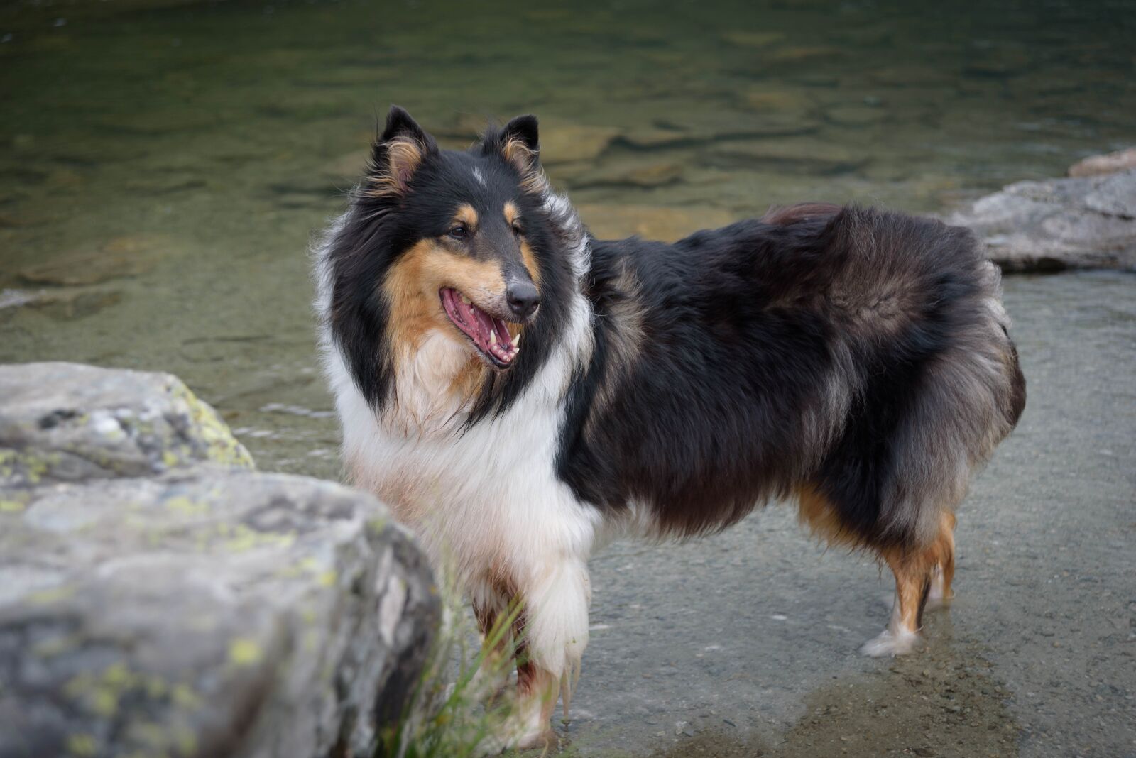 Nikon D750 sample photo. Dog, collie, purebred dog photography