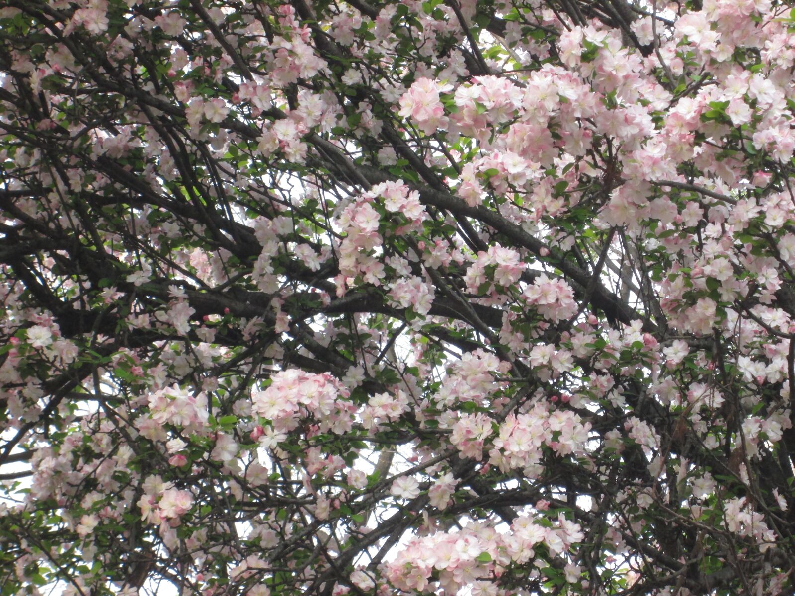 Canon PowerShot A2400 IS sample photo. Plum, spring, blossom photography