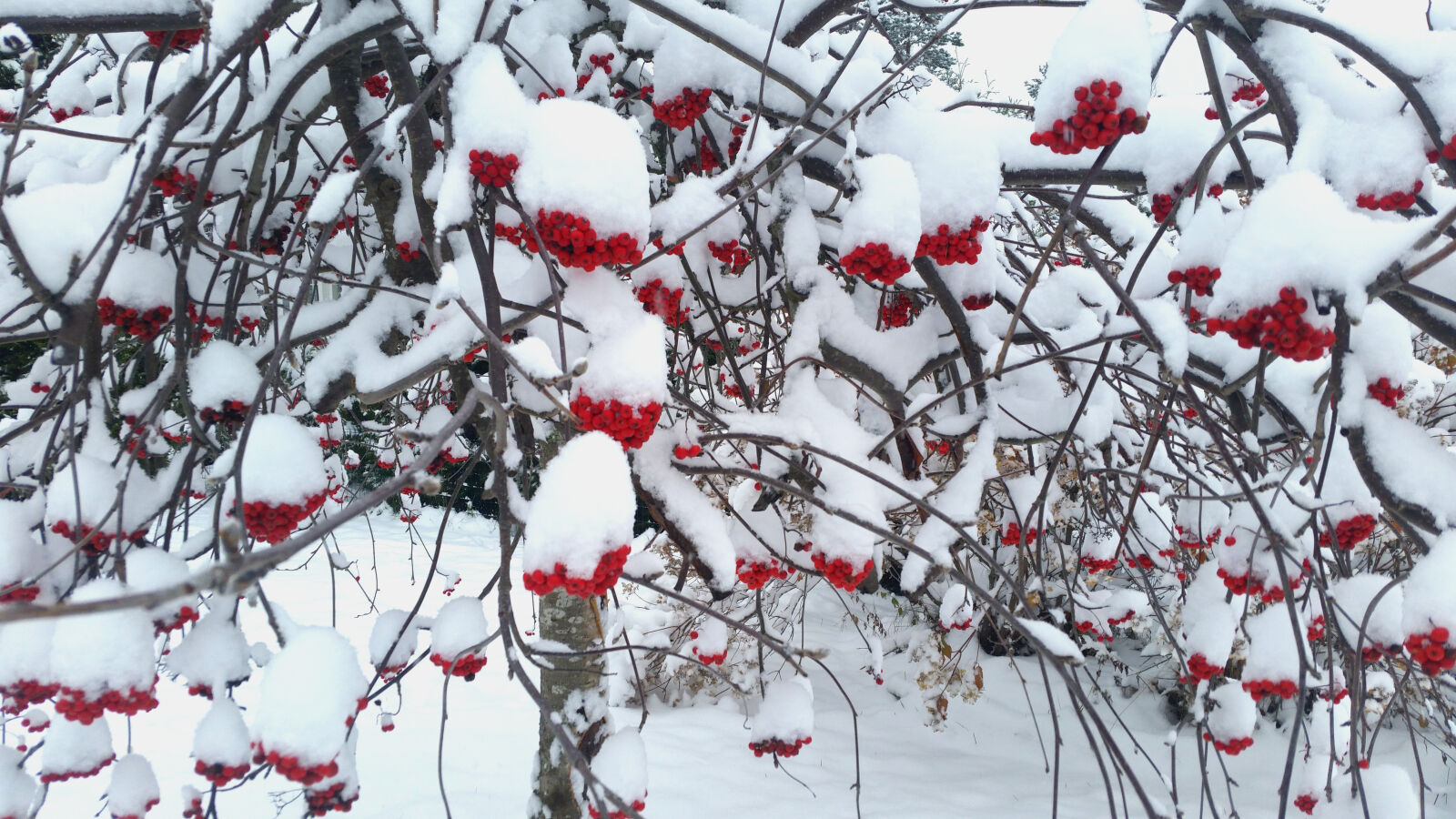 Samsung Galaxy S5 sample photo. Finland, rowan, tree, snow photography